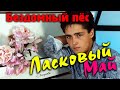Ласковый май  - Бездомный пёс (редкое видео)