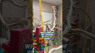 What Kind of Set Up Does My Macaw Have?