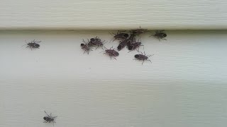 How To Quickly Kill Box Elder Bugs