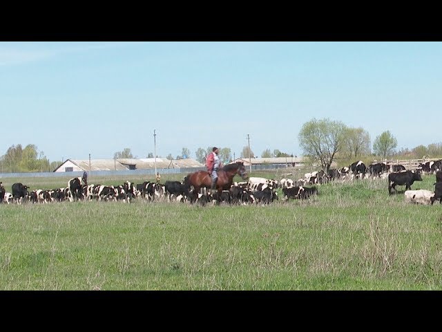 В животноводстве  начался летний пастбищный сезон