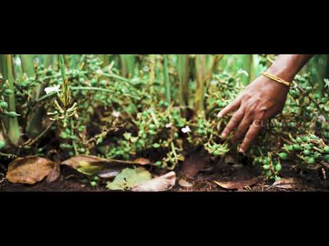 QUEEN NAZRA CARDAMOM PLANTATION AND PROCESSING- CLIMATE NATURAL SPICES PVT LTD