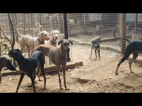 Rs.3000 முதல் நாட்டு நாய்கள் ||Native Dog Farm || Anbu Dog Farm ||Coimbatore