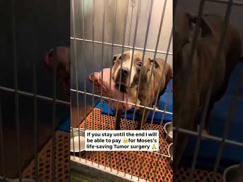 For any help consider donating link in bio to save a stray life in Los Angeles#usashorts#saveladogs