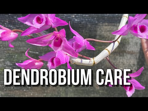 Care Of Deciduous Dendrobium parishii Cross. Orchid Care For Beginners.