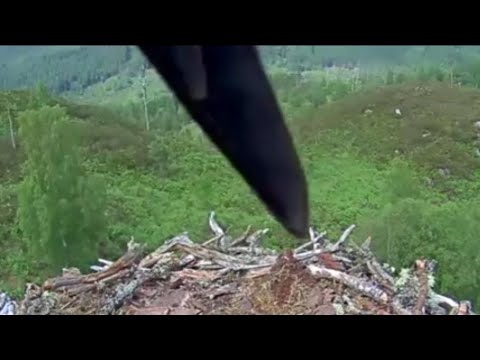 Wingdings: Aila the Loch Arkaig Osprey is on the camera pole 18 Jun 2020