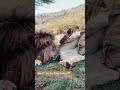 Stay Away From Me Animal 100k Water Pussy Snake Turtle Tiktok Discovery Wildman Fyp Snack Lion Tiger