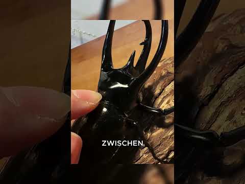 The strongest beetle in the world! #animals #shorts