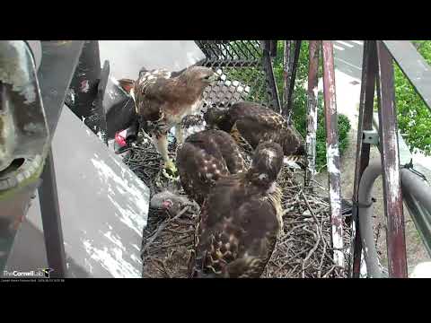 Family Reunion At Cornell Hawks Nest – June 10, 2019