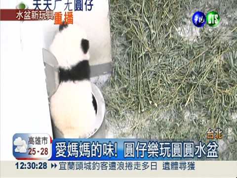 費力爬進水盆! 圓仔得意樣超"萌"