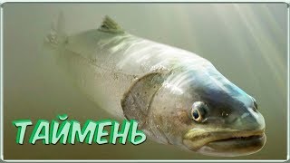Книга про рыбалку с картинками