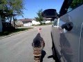 Turkey Chasing Car! Turkey Chasing Car!