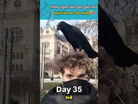 Huấn luyện đàn quạ kiếm tiền về cho mình 🤣