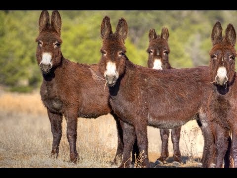 Donkey Cheese: The Most Expensive Cheese in the World!