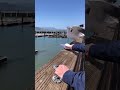 Seagull Loves French Fries