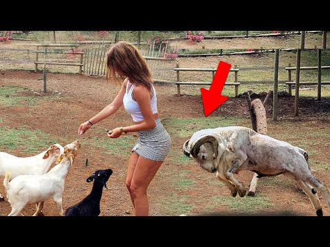 When Aggressive Goats Go On A Rampage