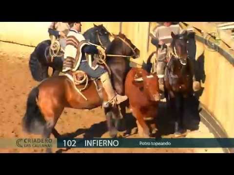 102 INFIERNO Criadero Las Callanas