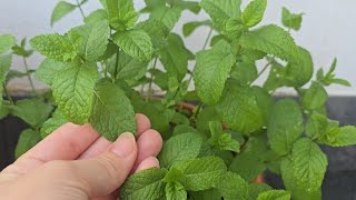 A genius way to grow mint