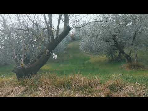 Early springtime 🤍 - a short movie/introduction.