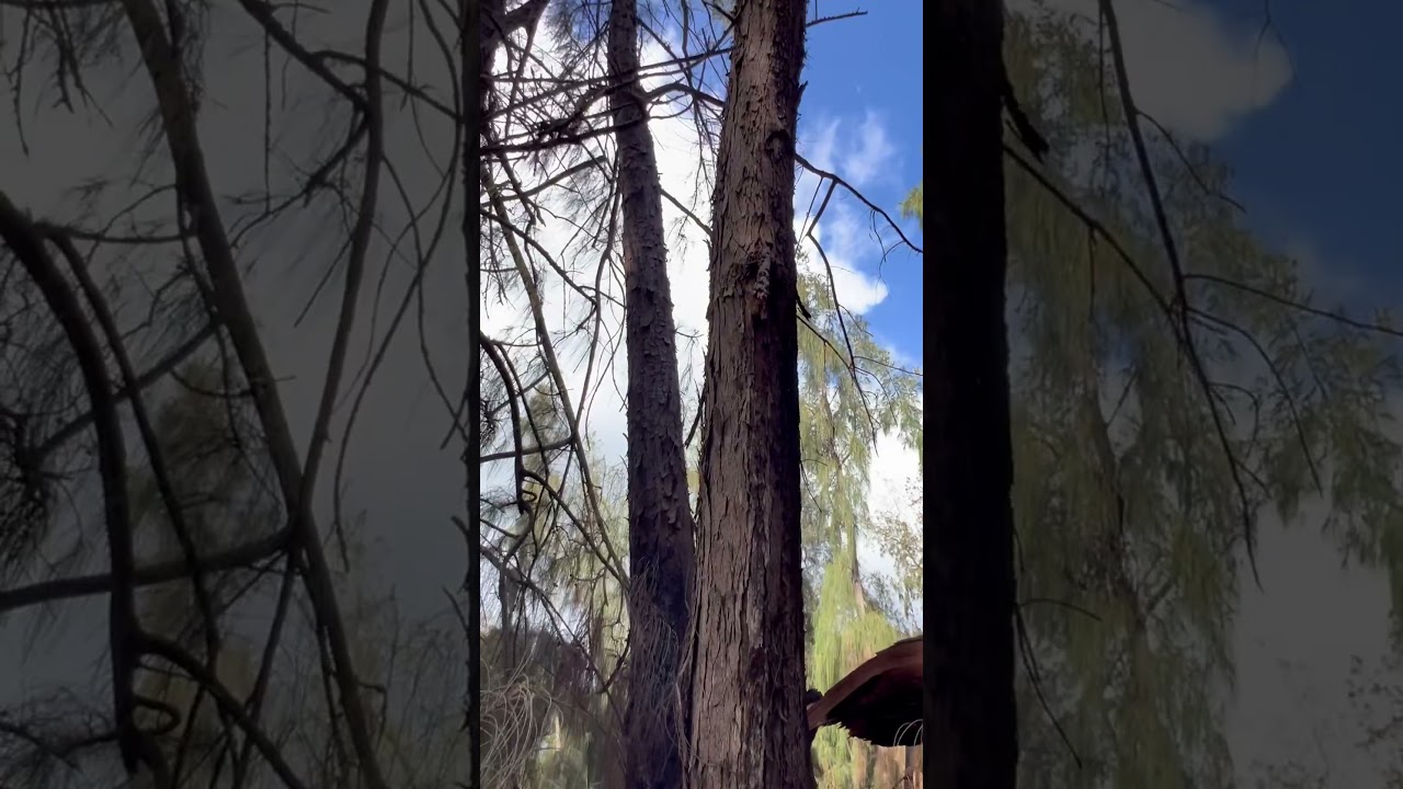 Fire I discovered on a hike