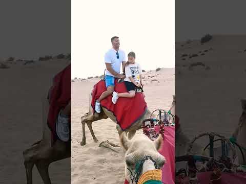 emotions Reactions funny att the camel ride att the desert safari camp #desertsafaridxbme