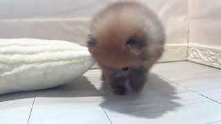 ポメラニアンの動画01