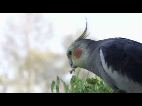 Calopsita Cantando e Tagarelando - [ASSOBIO DE CALOPSITA]