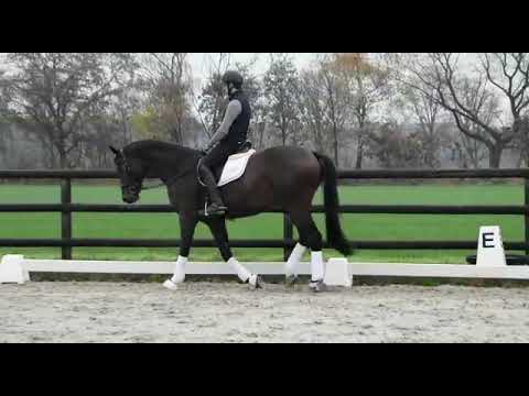 First Apple by For Romance I x Quaterback, 2016 gelding