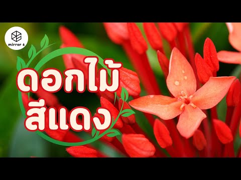 กระตุ้นการเยียวยาชาวบ้านผู้หญิง วางเพื่อเพิ่มความแข็งแรง