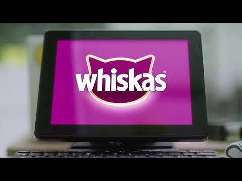 Cat Games and Playtime - Whiskas K.I.T.