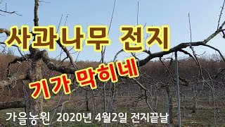 사과나무전지   사과나무전지하는법 성목전지
