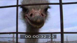preview picture of video 'Angry ostrich 2011 East Kazakhstan'