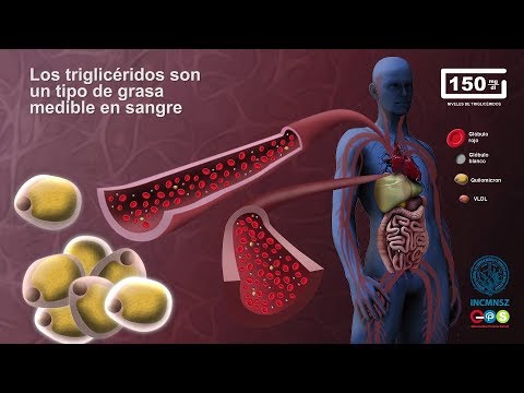 ¿Por qué tiene los triglicéridos elevados en sangre? - INCMNSZ - Educación para la Salud