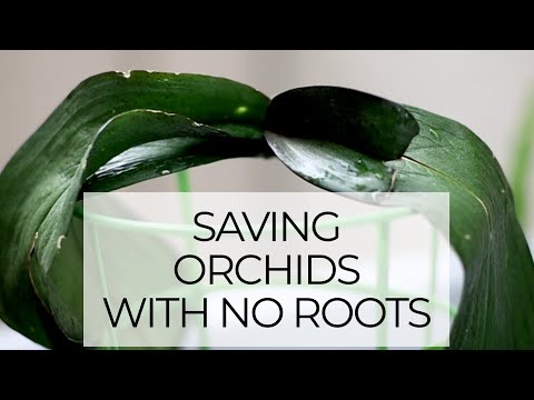 Saving Dehydrated Orchids with No Roots - Epic Orchid Rescue Episode 3: Rootless Phalaenopsis