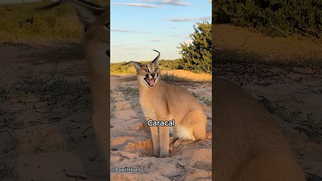 Warning: Loud Cats Ahead!#animals #animallife #bigcat #lion #puma #tiger #cheetah #leopard #funny