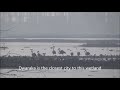 Najafgarh Jheel Flamingos
