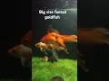 Big Size Fantail Goldfish Aquarium Shorts Short Aquarium Indian Goldfish Aquariumfish Viral