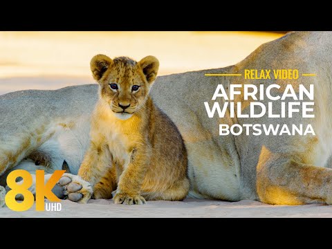 8K Wildlife of Mabuasehube, Botswana - Close-up Views of African Wild Animals (Real Sounds)