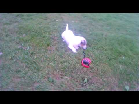 That was my beautifully dog called miroslav