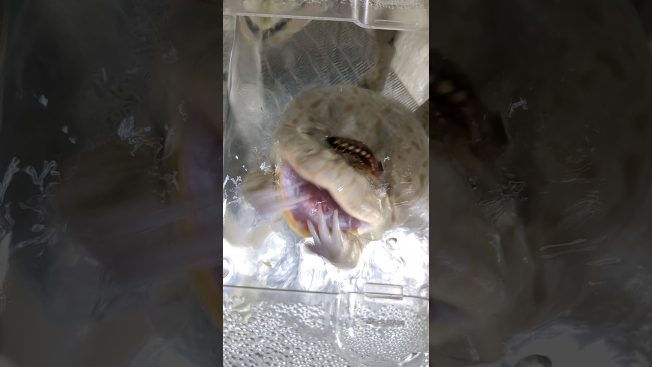 食べ方が可愛すぎるカエル