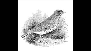 Robert Burns poetry -- Sonnet On Hearing a Thrush Sing... January... Author&#39;s Birthday