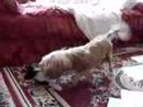 Mensagem em vídeo Entre cães e gatos