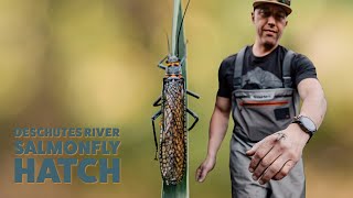 Deschutes River Big Bug Report