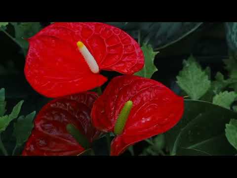 Opwekking 873 Duizend halleluja's