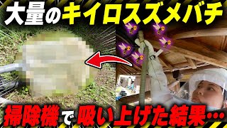 屋根裏に住むキイロスズメバチを掃除機で吸い上げる！