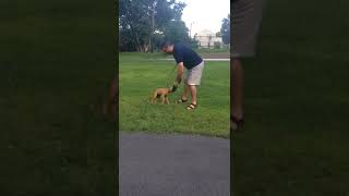 THE PITBULL puppy tug-a-war🚀🚀🚀