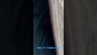 布団にダイブ出来ない理由 #ねこのいる生活