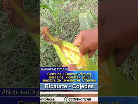 Comuna Zamora Vive en Tierras de Ricaurte inicia producción de cereales en Cojedes
