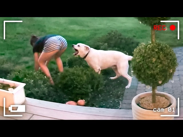 Best Fails of the Month 😂 Try Not to Laugh Challenge SDDEFAULT Thumbnail