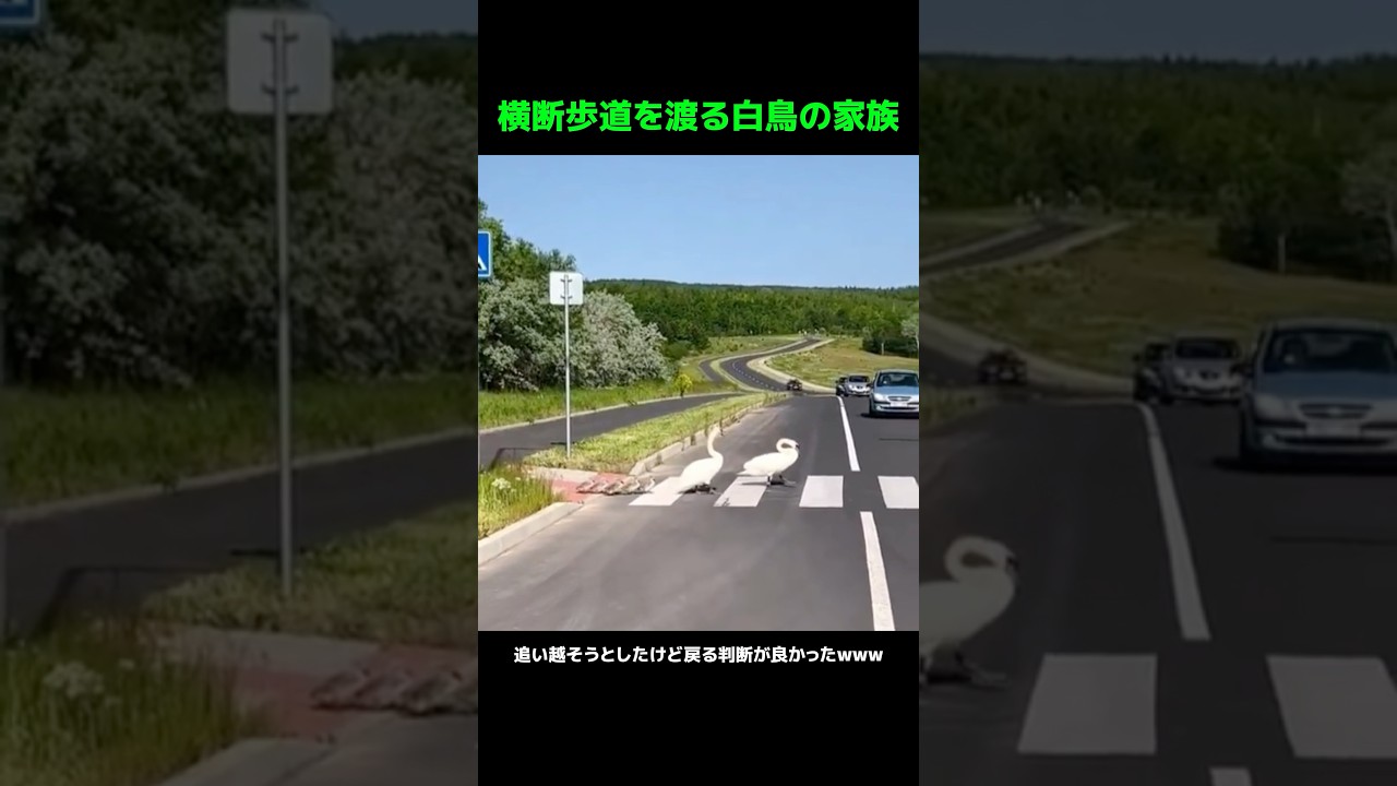 横断歩道を渡る白鳥の家族