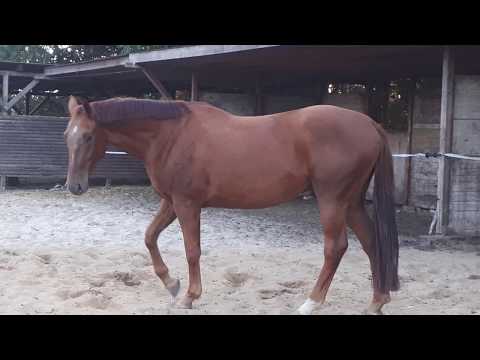 Skaraborn (Scolari x Danone II / Marlesko xx)